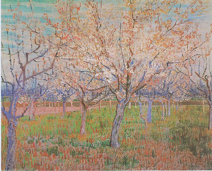Orchard with flowering apricot-trees